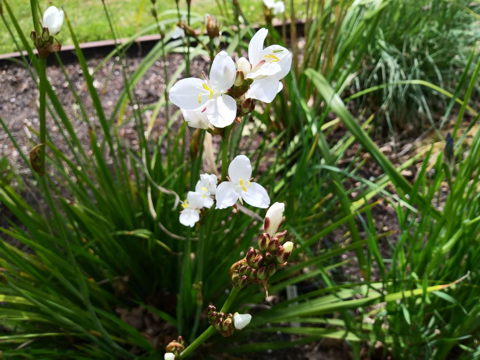 Libertia chilensis - Chilean iris, snowy mermaid, calle-calle, tequel-tequel