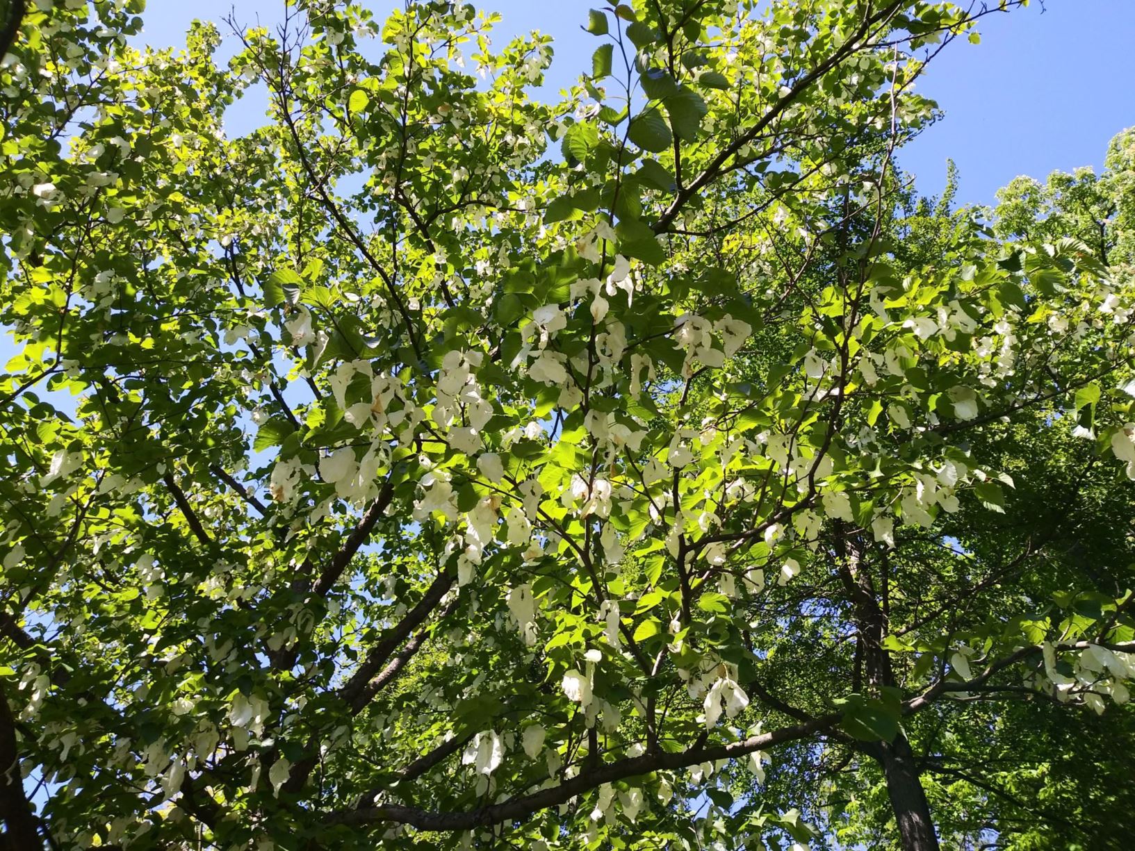 Davidia involucrata - Vaantjesboom, Zakdoekenboom, Dove-tree, handkerchief tree, Ghost tree