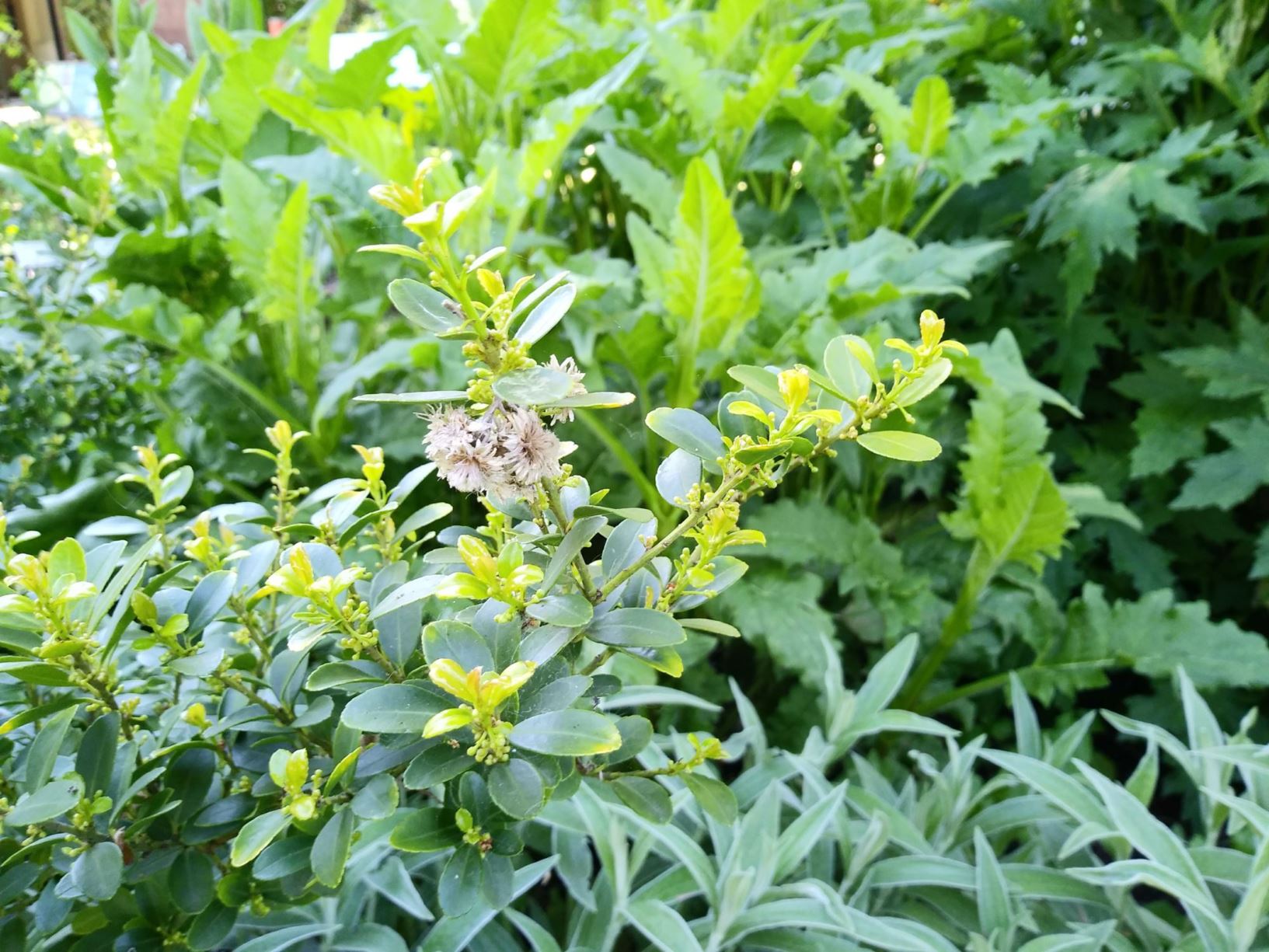 Ilex crenata - Box-leaved holly, Japanese holly, Inu-tsuge, 齿叶冬青 chi ye dong qing