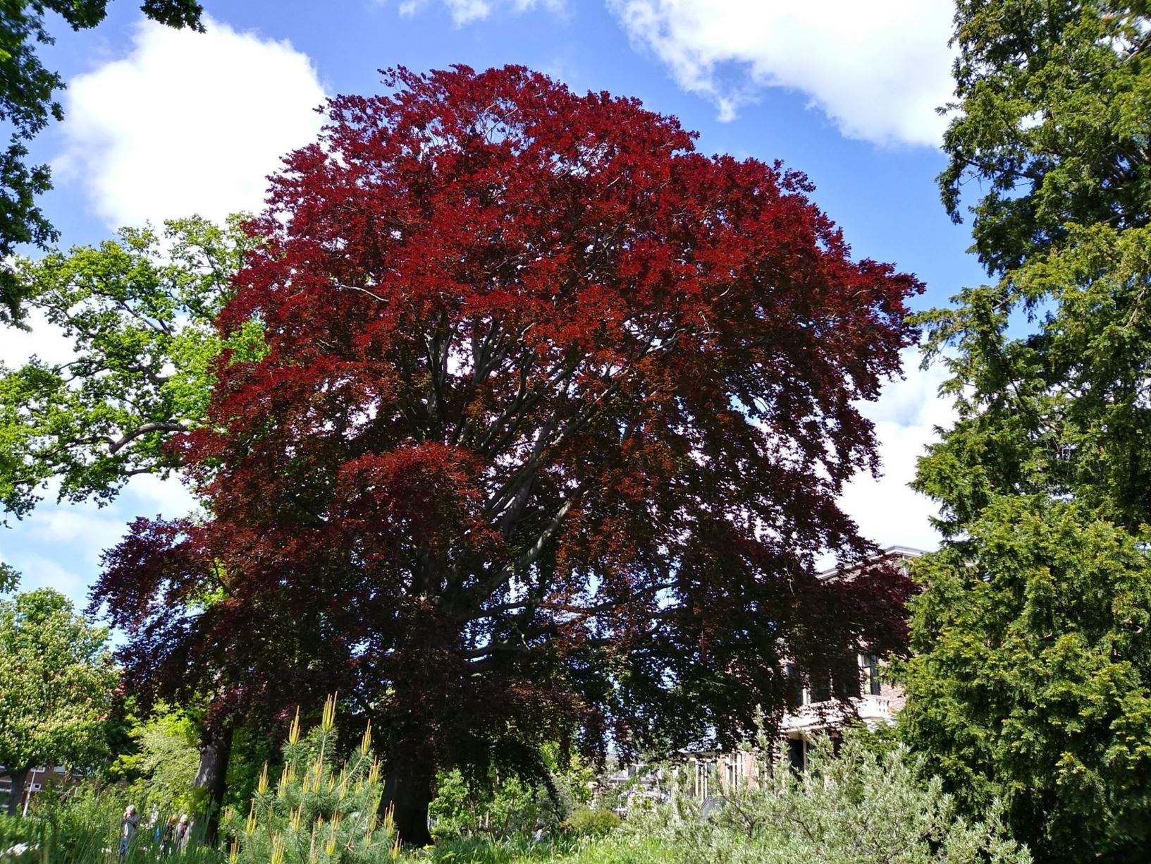 Fagus sylvatica 'Atropunicea'
