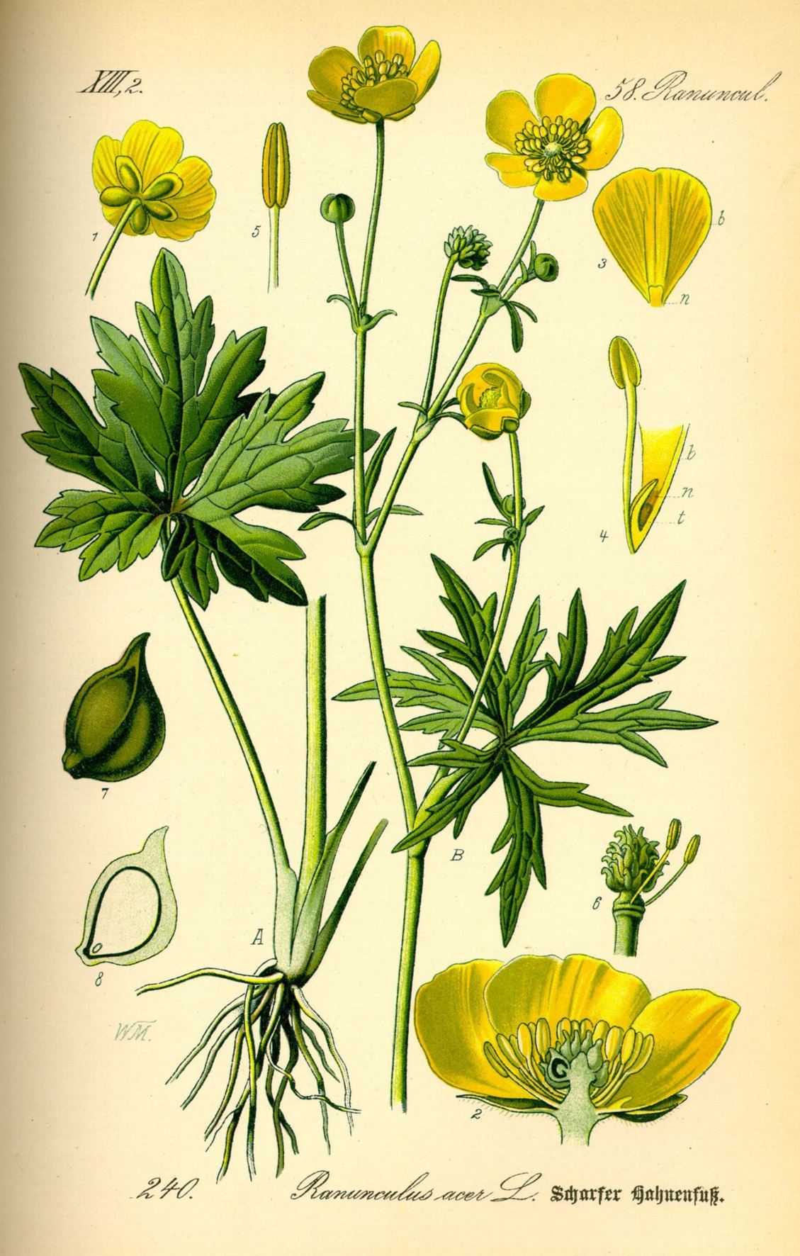 Ranunculus acris - Scherpe boterbloem, Meadow buttercup