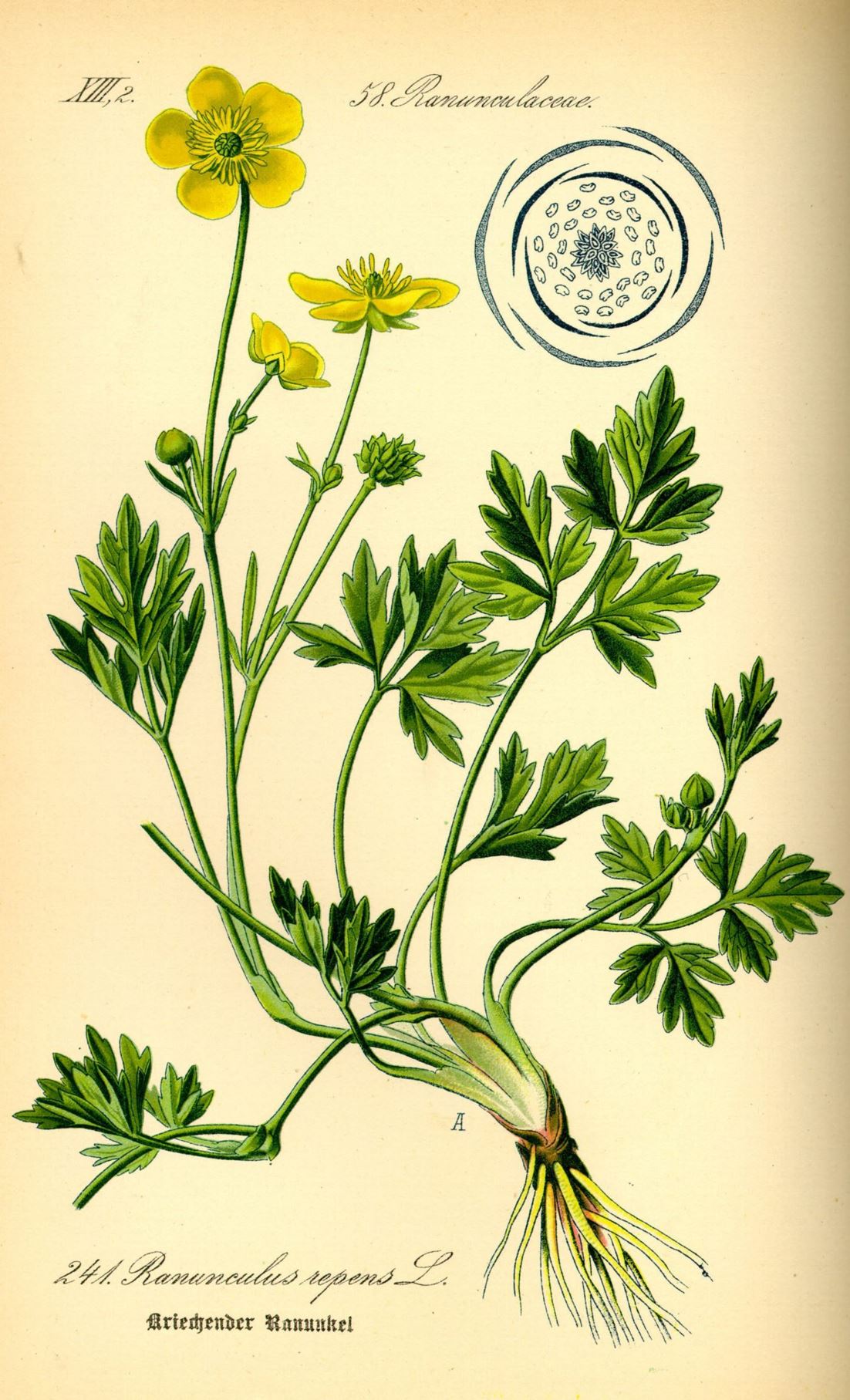 Ranunculus repens - Kruipende boterbloem