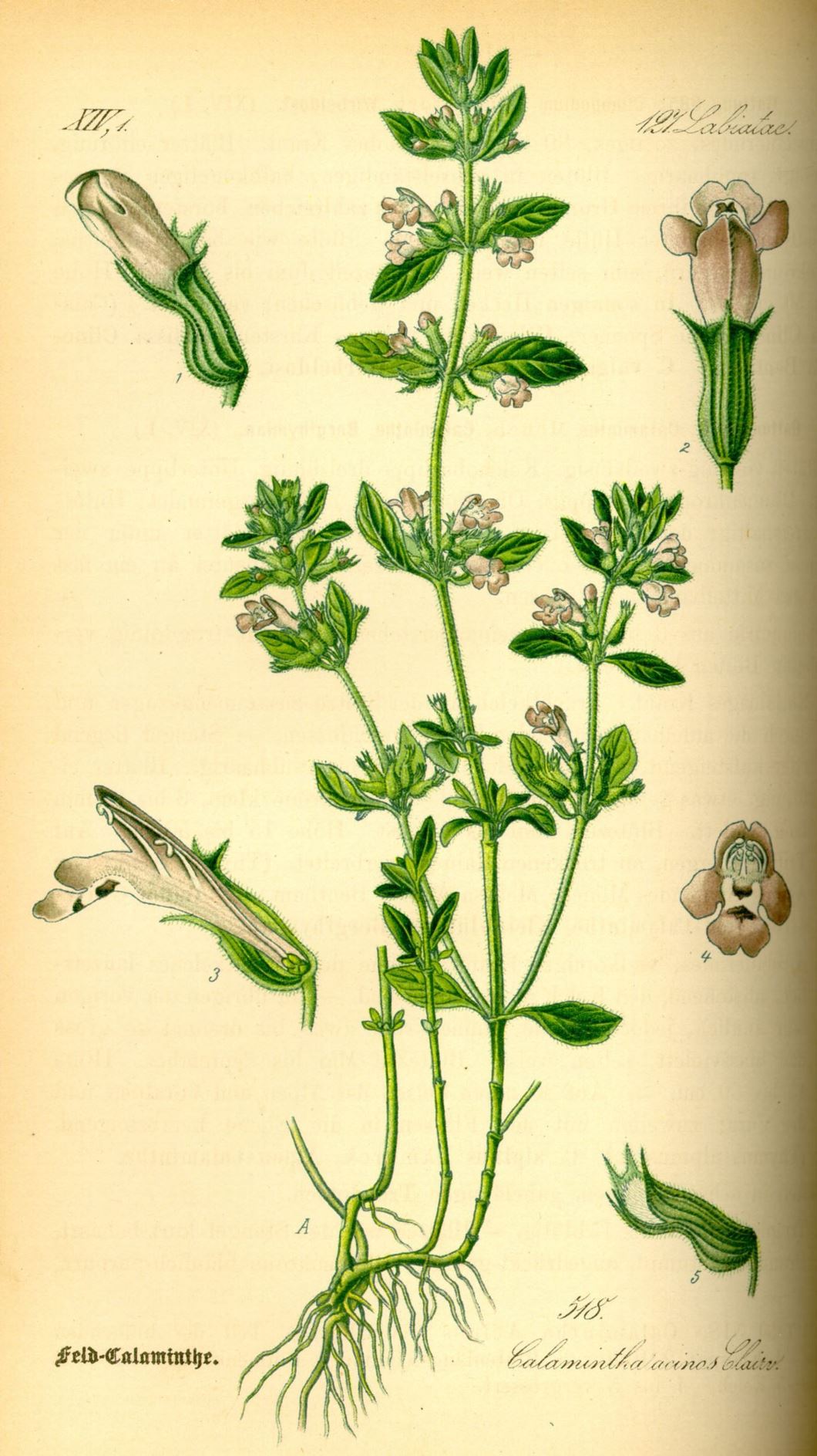 Clinopodium acinos - Kleine steentijm, Mother of thyme, Basil Thyme