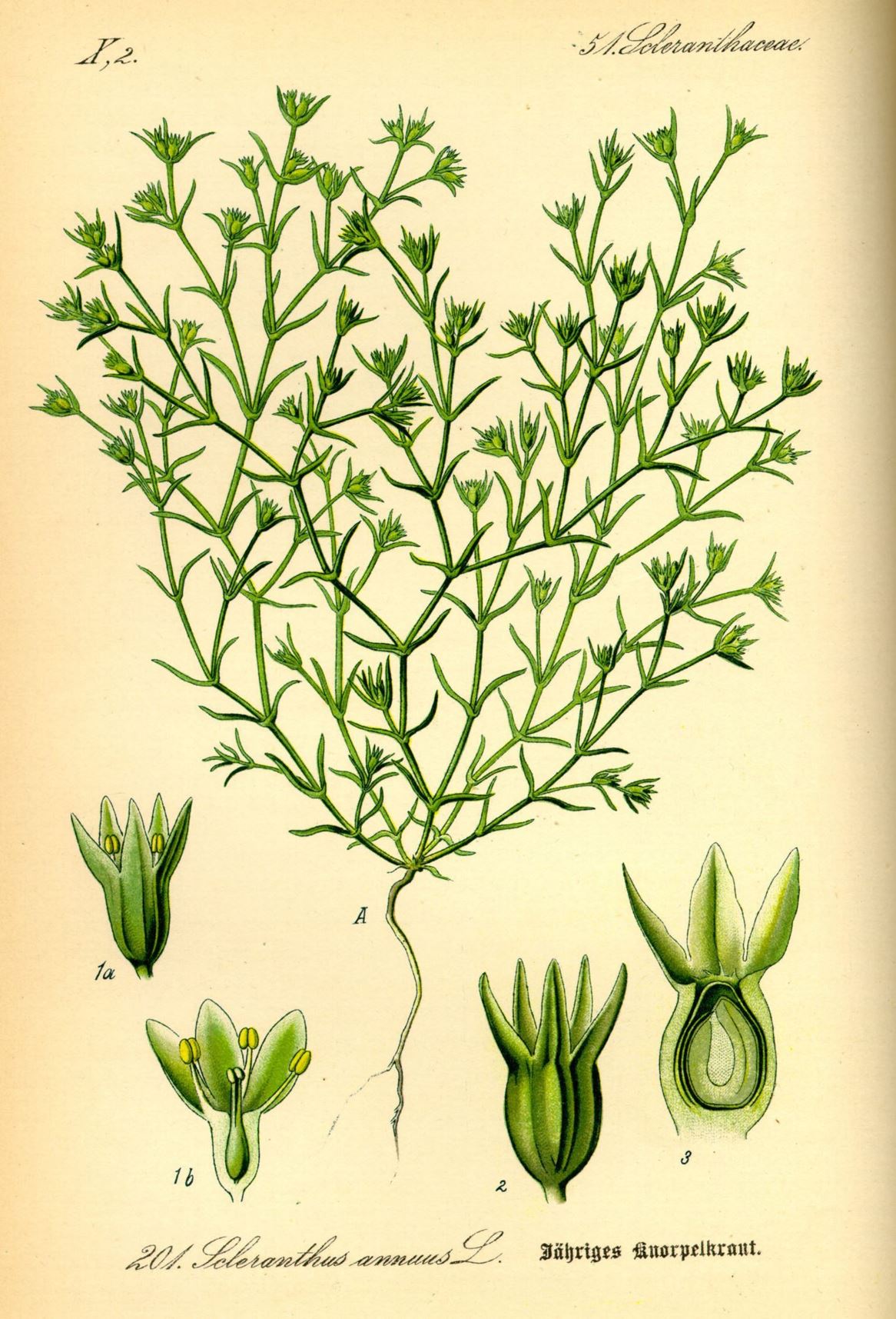 Scleranthus annuus