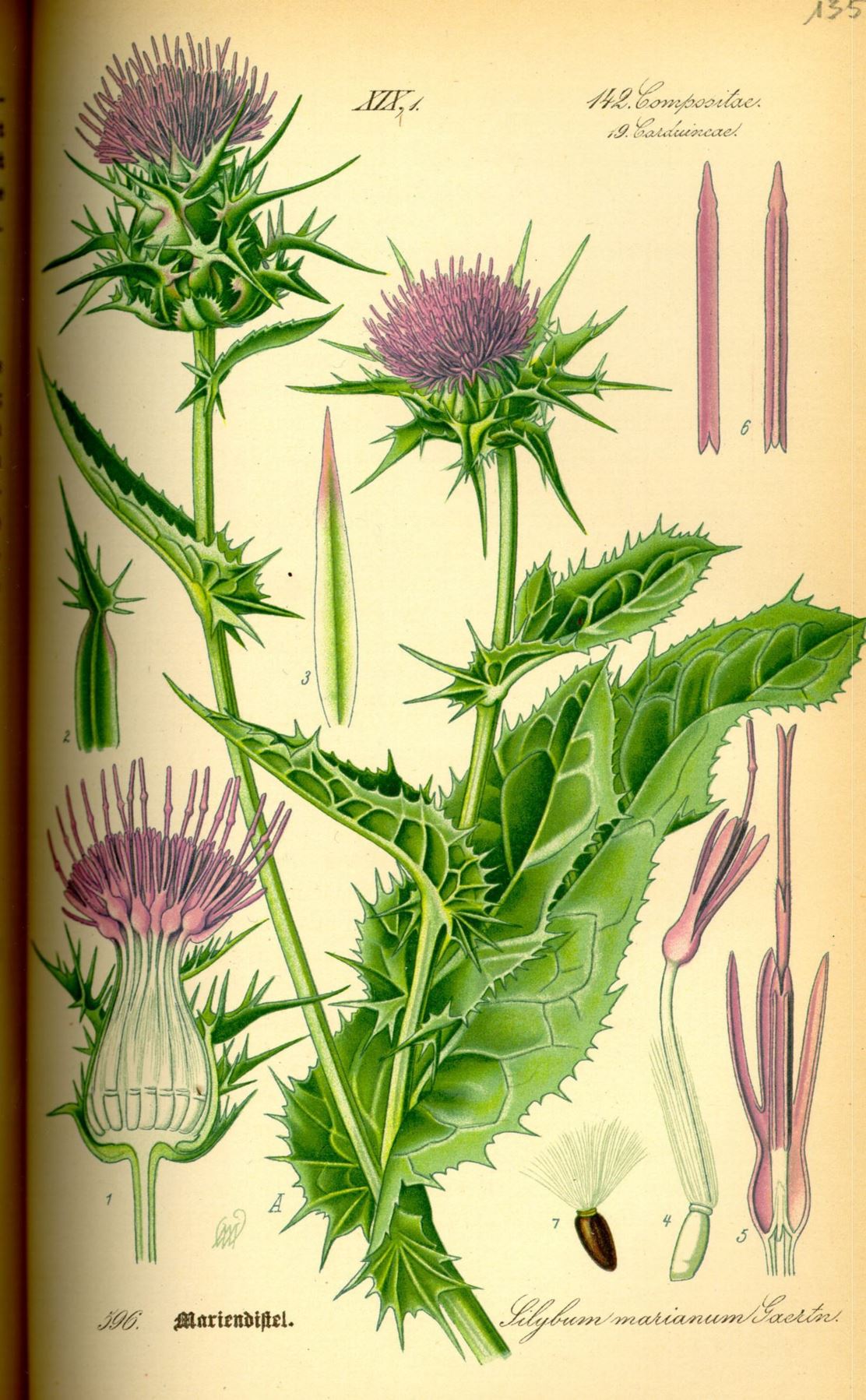 Silybum marianum - Mariadistel, Blessed thistle, Holy thistle, Our Lady's milk thistle