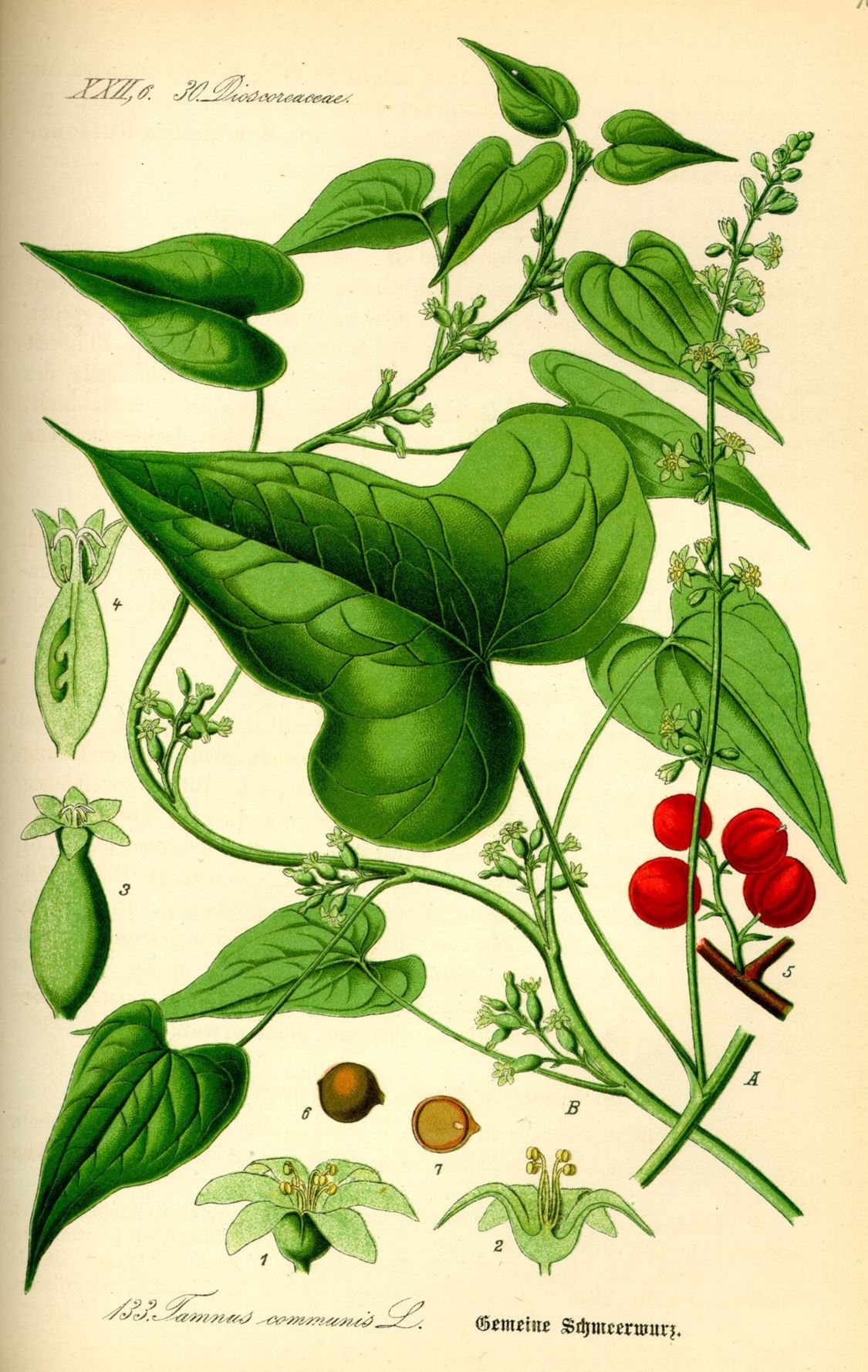 Dioscorea communis - Spekwortel, black bryony