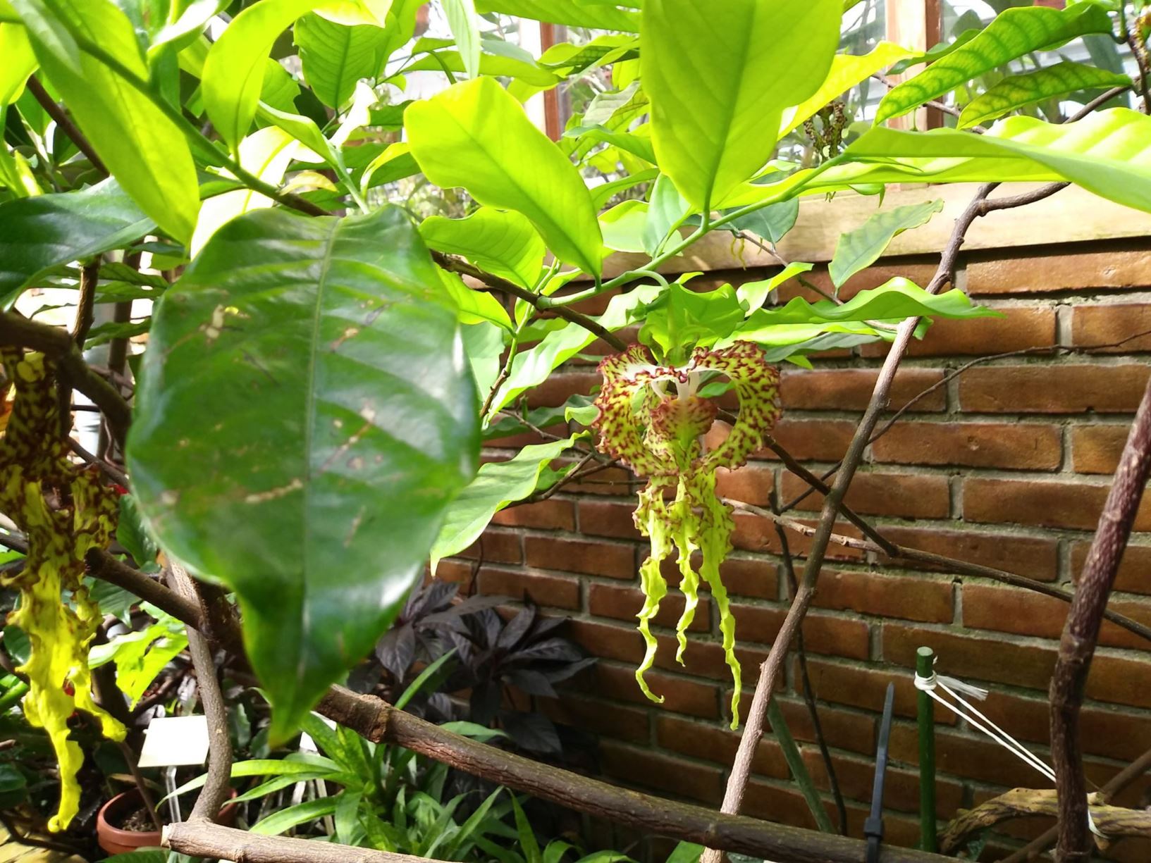 Monodora myristica - Kalebas-nootmuskaat, Calabash nutmeg, Jamaican nutmeg