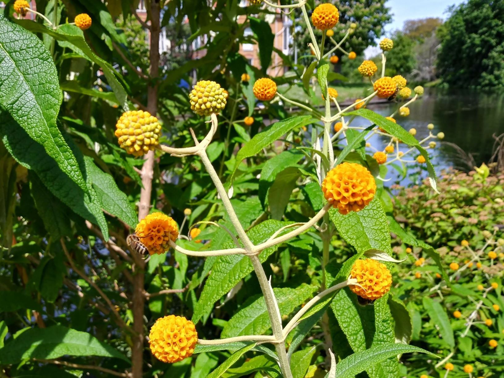 Buddleja globosa
